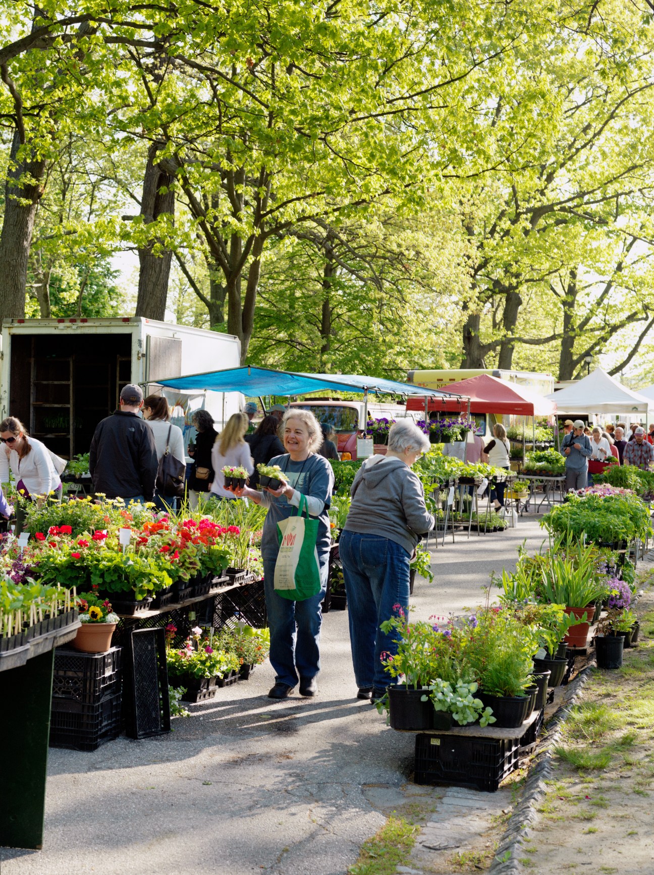 Shoppers browse colorful plants and flowers at Portland farmer's market under tall trees.