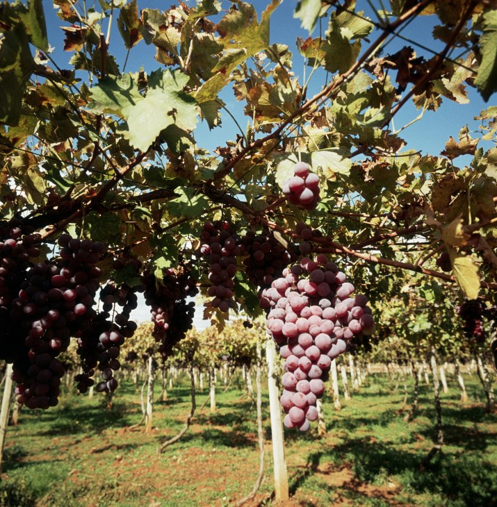 Ripe grape clusters hang from vines in a vineyard under blue sky.