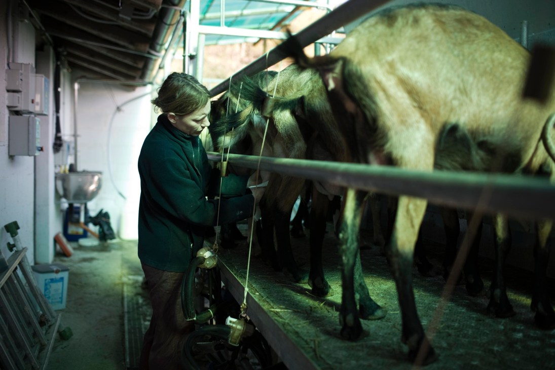 Woman in dark clothing milks goats in a farm stall.