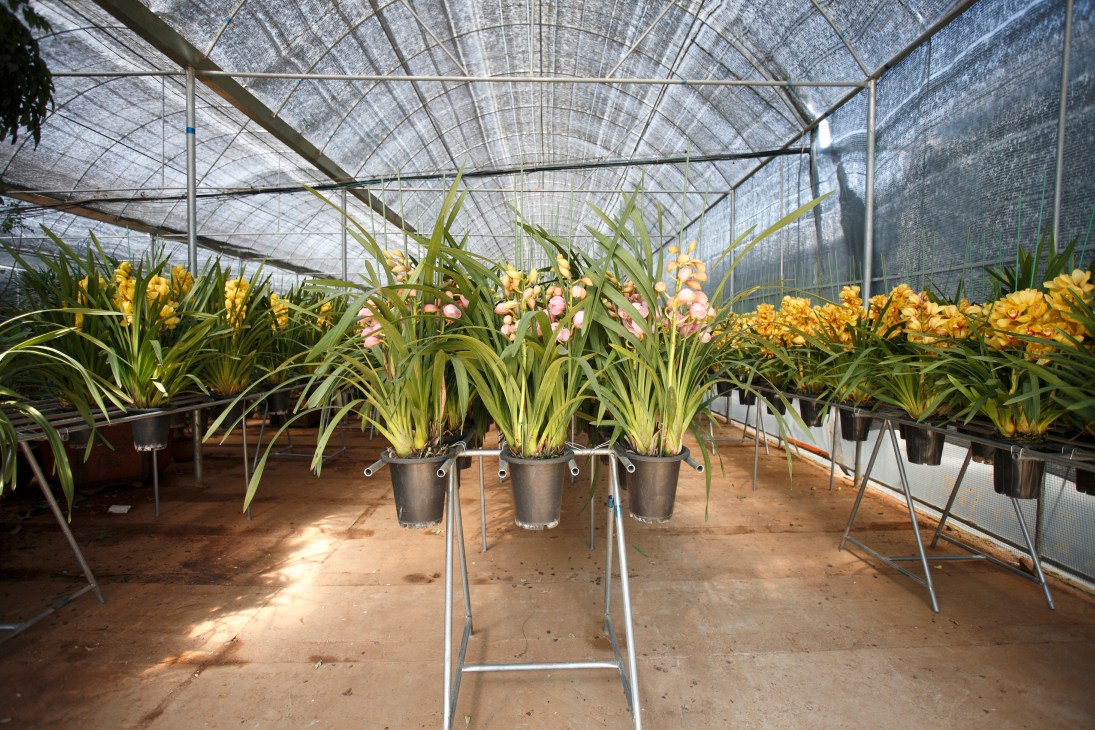 Potted flowers with pink and yellow blooms displayed in a large greenhouse with shade cloth at Dounan flower market.