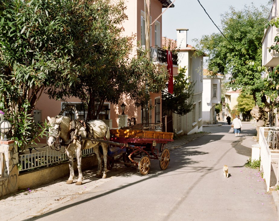Horse-drawn carriage on a quiet residential street lined with trees and traditional buildings on a car-free island.