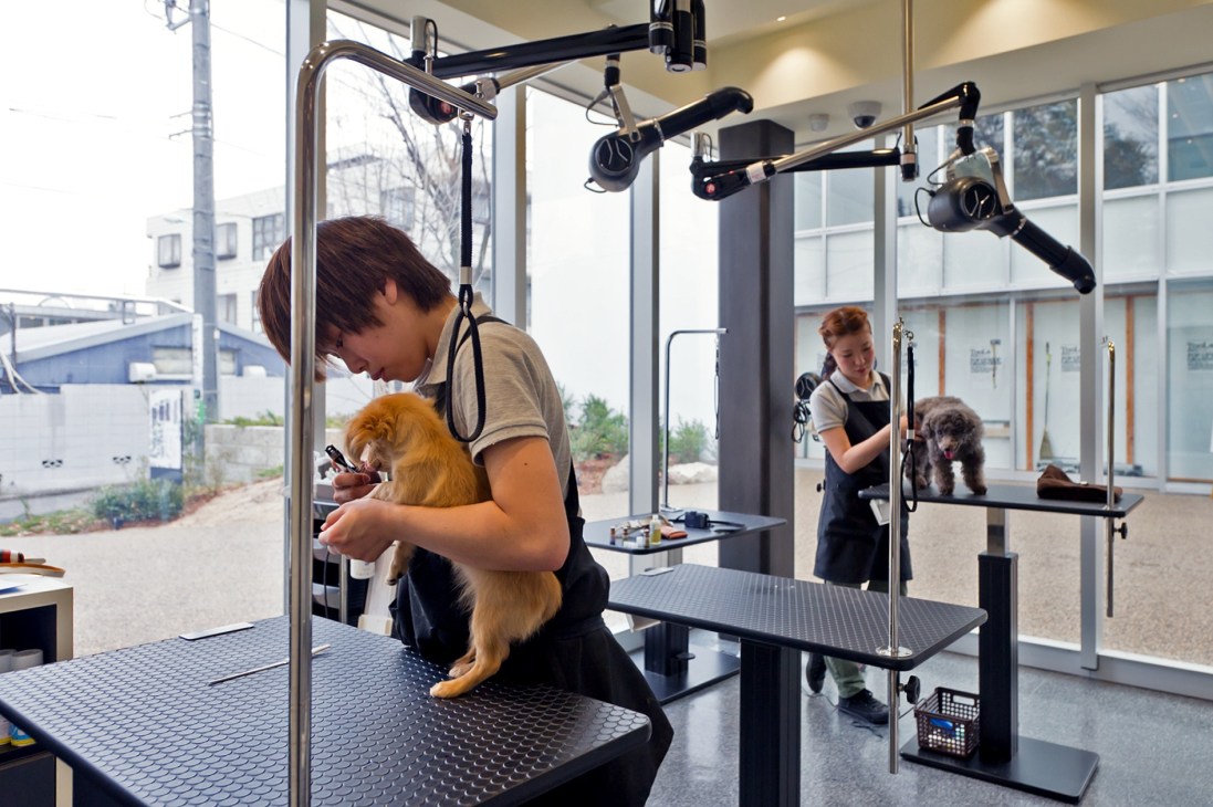 Groomers work on dogs at a professional salon with grooming stations and equipment.