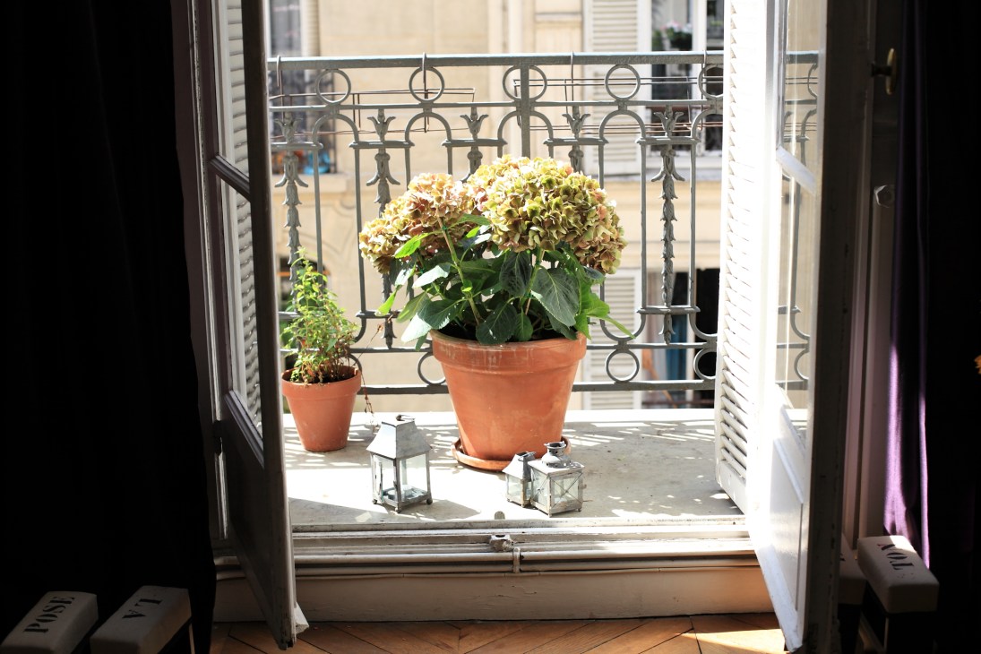 Potted hydrangea and ivy plants on a Parisian balcony with ornate metal railing.