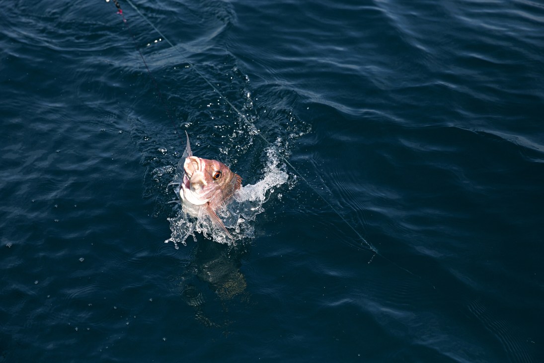 Fresh fish laid out on ice showing the day's catch