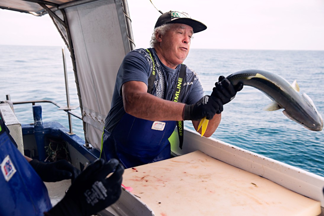 Russell Harvey releasing an undersized kingfish back into the water from a fishing boat in the Bay of Plenty.