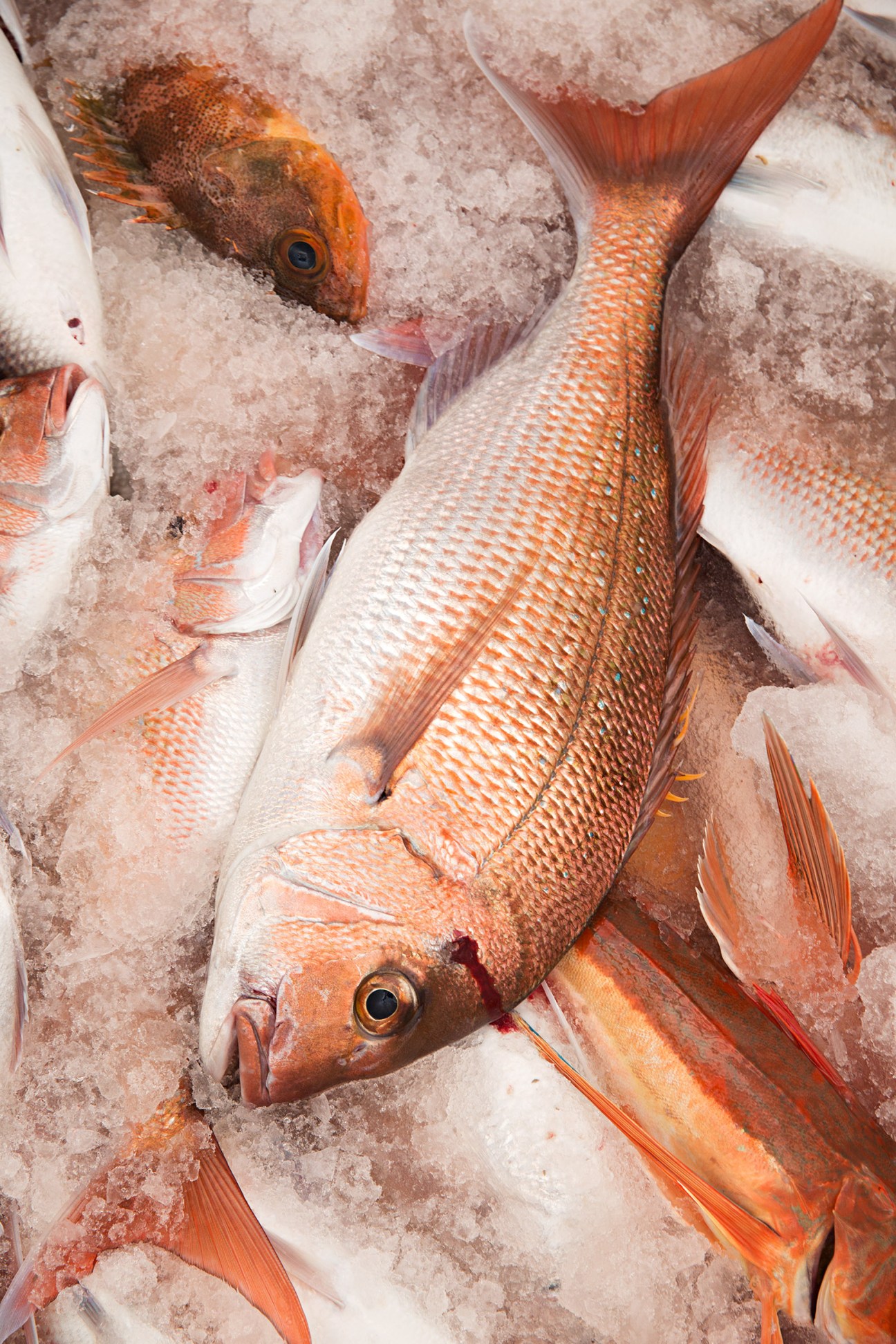 Fresh red snapper fish on ice from the Harvey family's sustainable catch