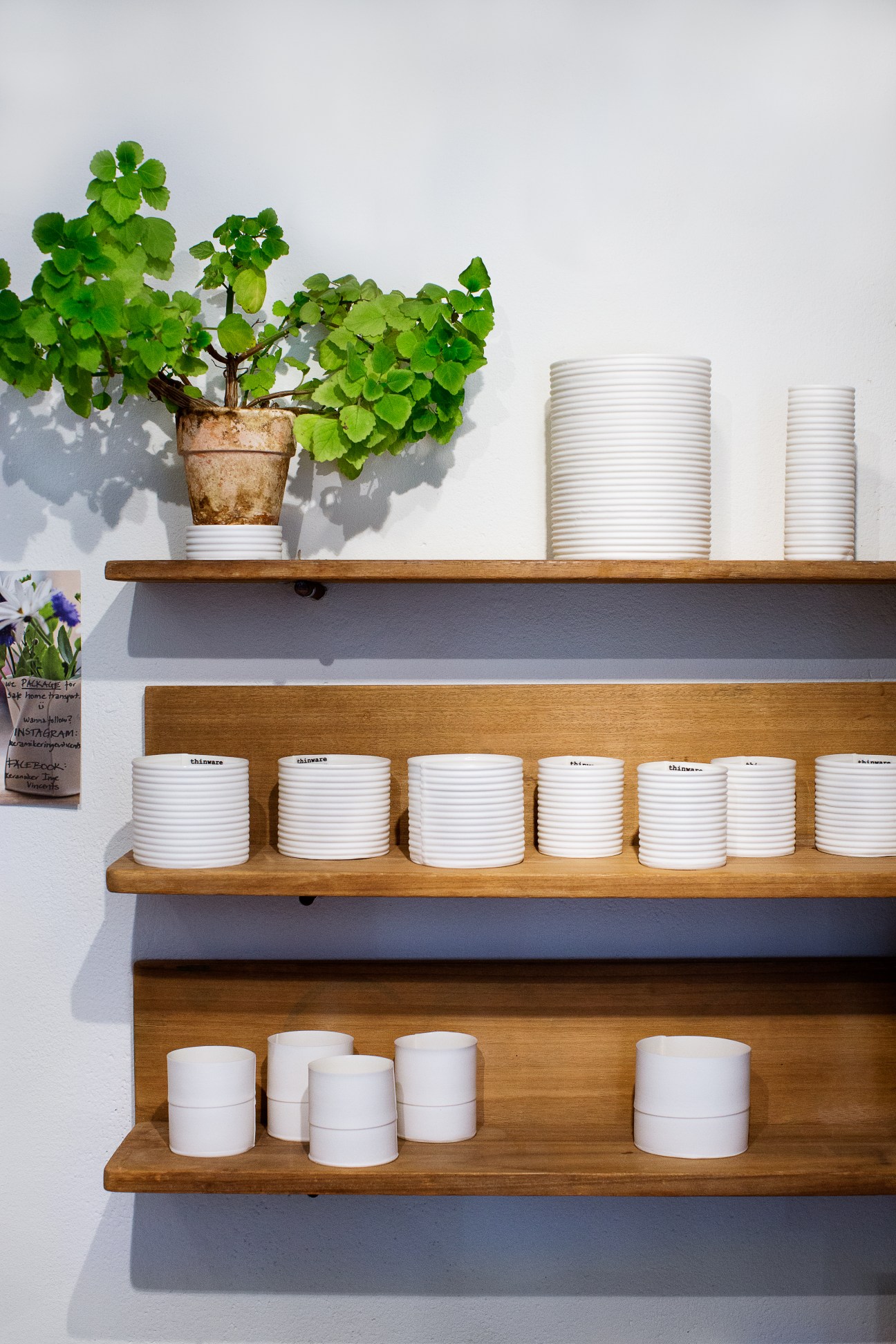 Wooden shelves displaying white porcelain vessels and a potted green plant at Inge Vincents Ceramics.