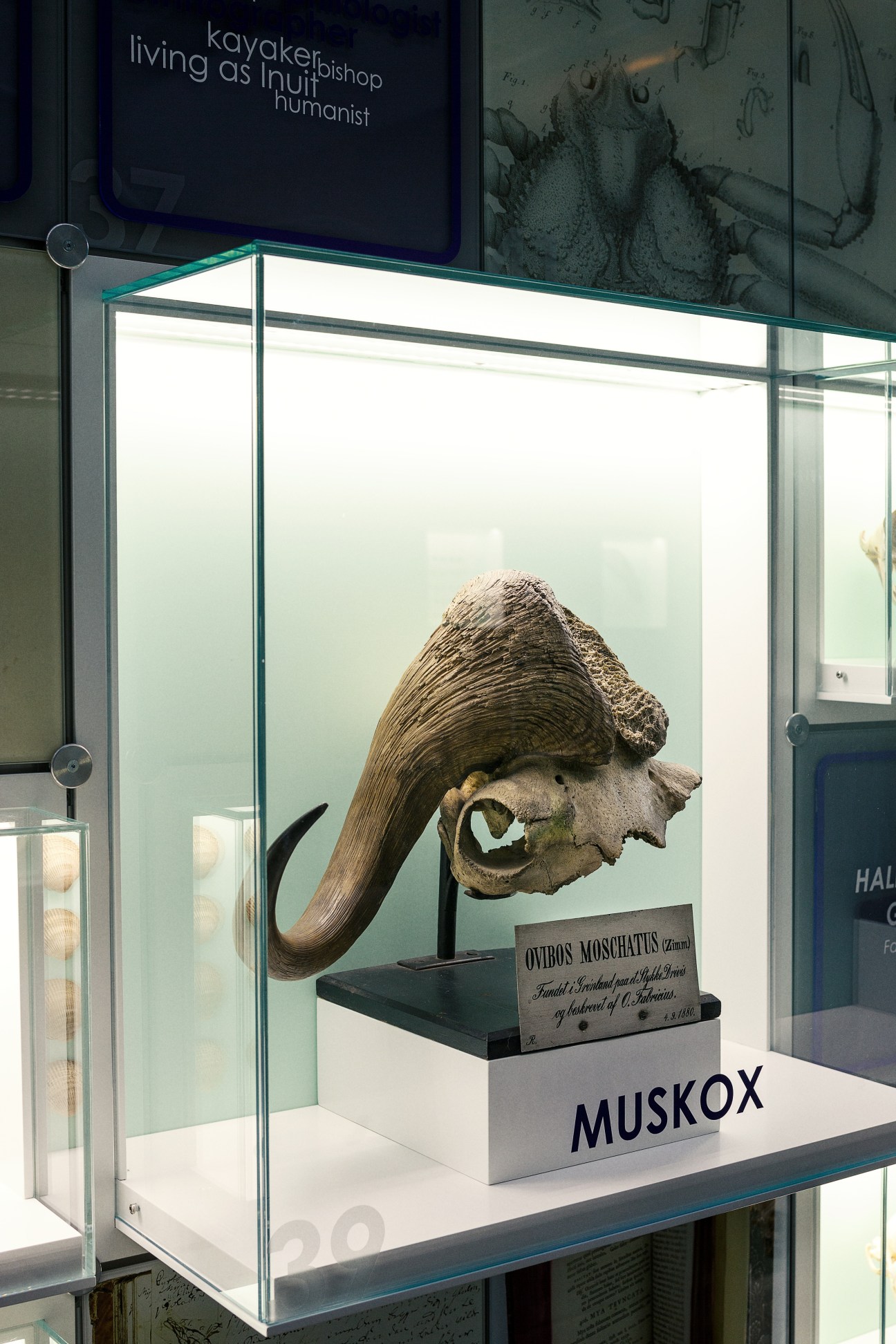 Museum display case with muskox skull specimen labeled at Greenland Institute of Natural Resources.