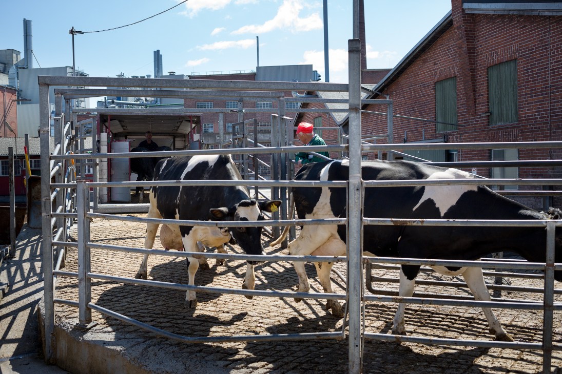 Cattle in metal pens at an operational abattoir facility with brick buildings and industrial structures in the background.