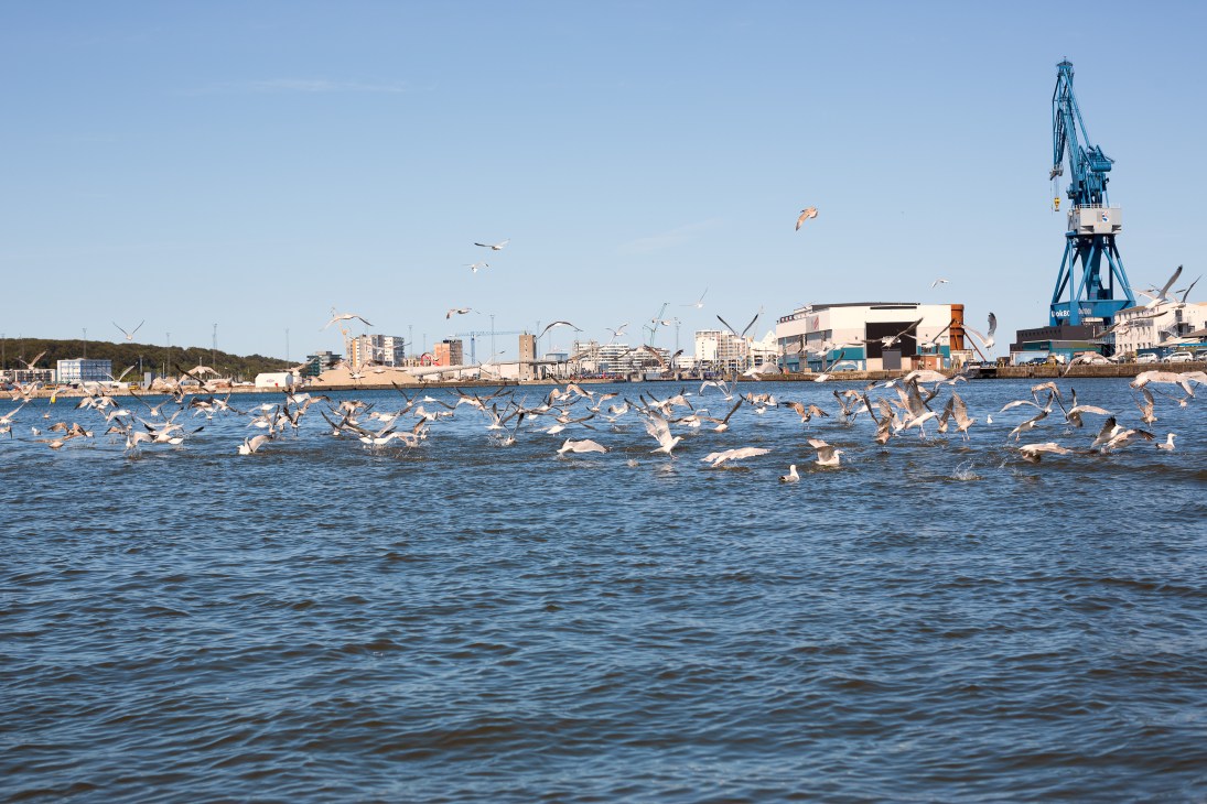 Seagulls fly over water with Aarhus's container port and blue crane visible in the background.