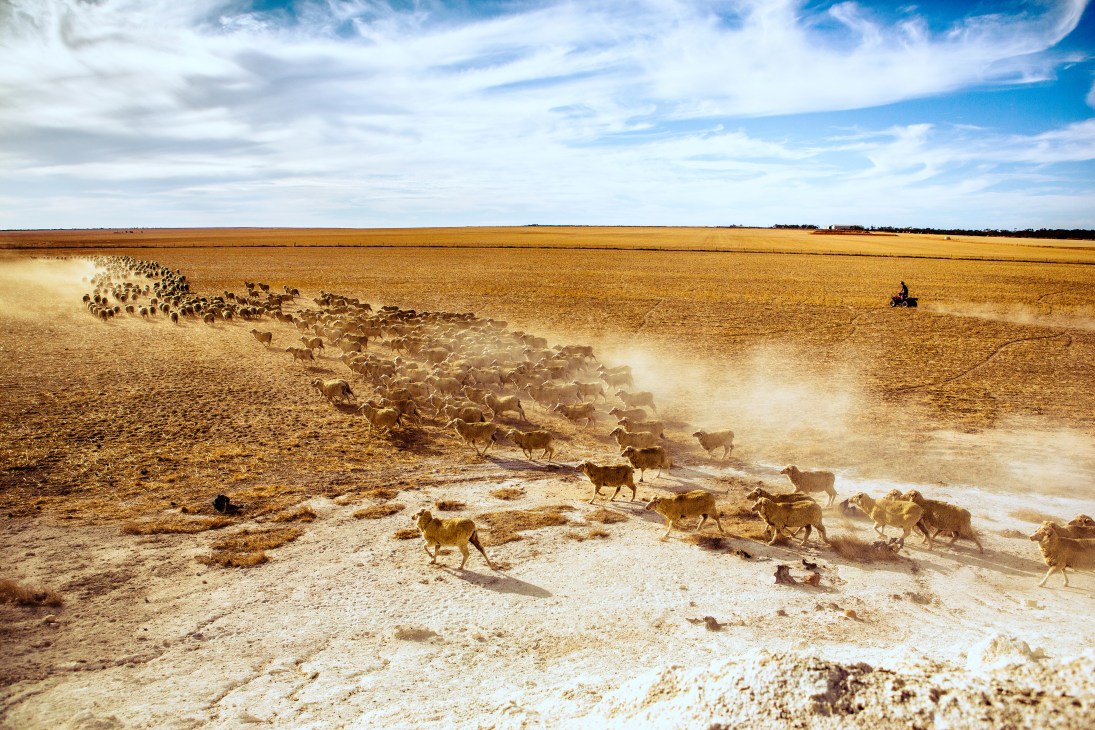 Sheep being herded across dusty farmland in Western Australia's Wheatbelt.
