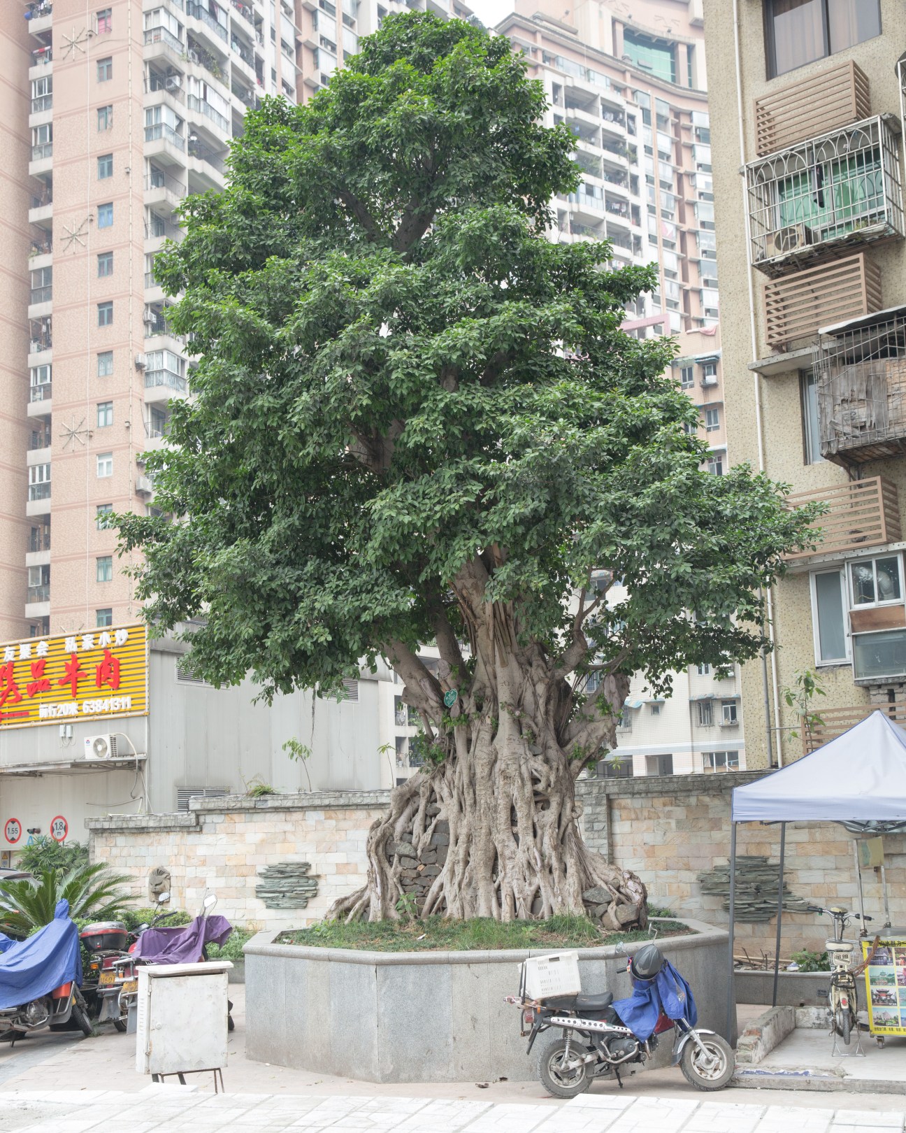 Ancient tree with thick trunk surrounded by concrete planter in urban courtyard with high-rise apartment buildings.