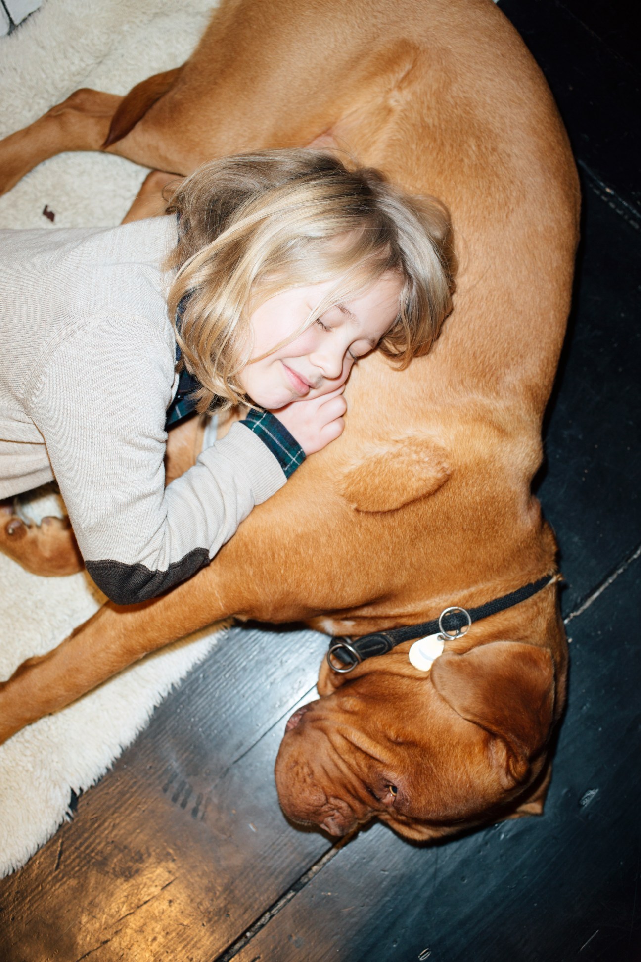 A young child with blonde hair rests peacefully against a brown French mastiff dog wearing a collar.