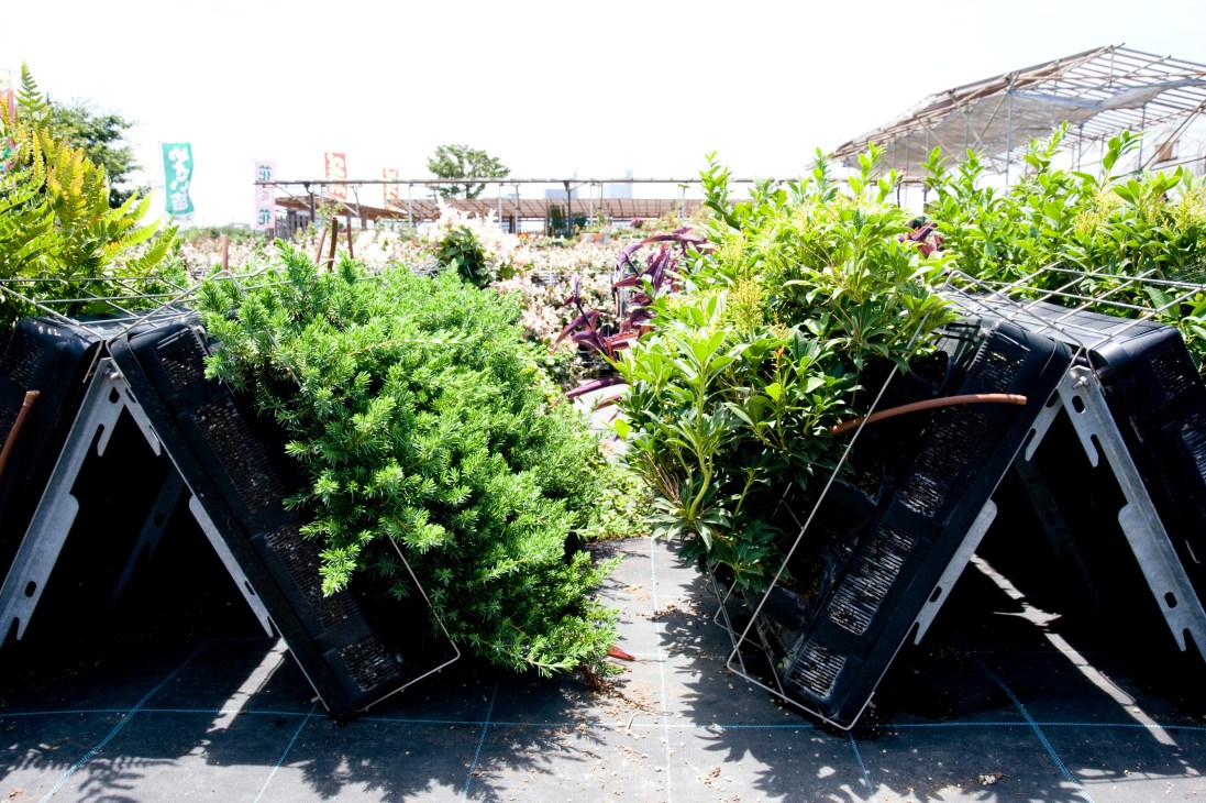 Plants growing in black planting units at Rhythm & Garden Nursery nursery with greenhouse structures in background.
