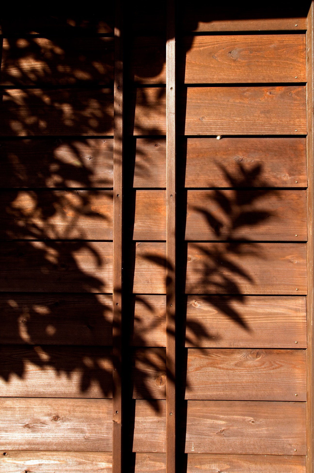 Tree shadows cast on wooden exterior wall boards of a traditional Japanese structure.
