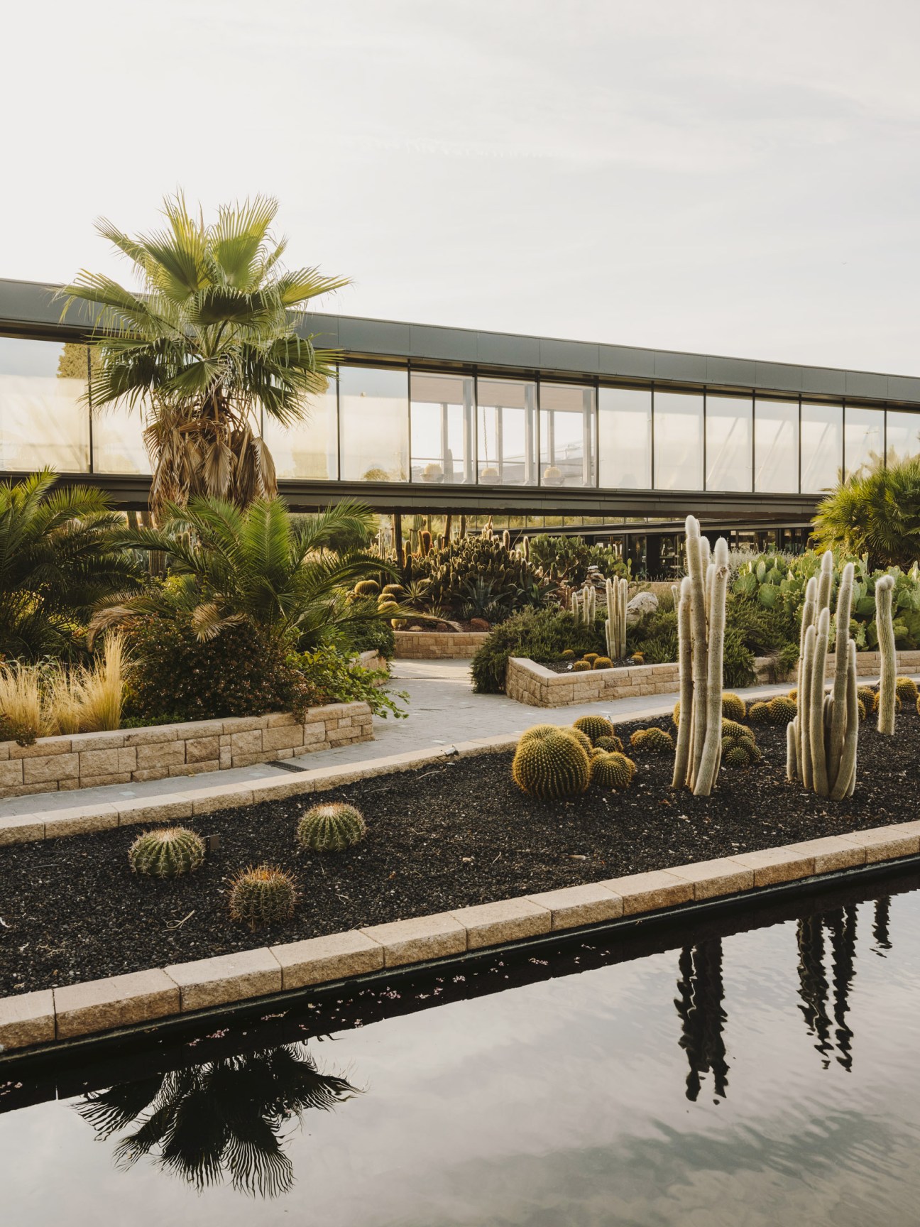 Desert City's succulent garden with stone-bordered beds, cacti, and a modern black building with large windows reflecting a palm tree.