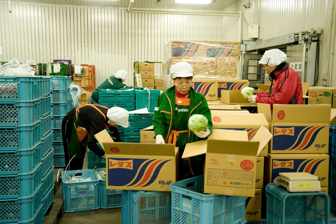 Workers in green uniforms and white caps sorting fresh vegetables into cardboard boxes in a warehouse.