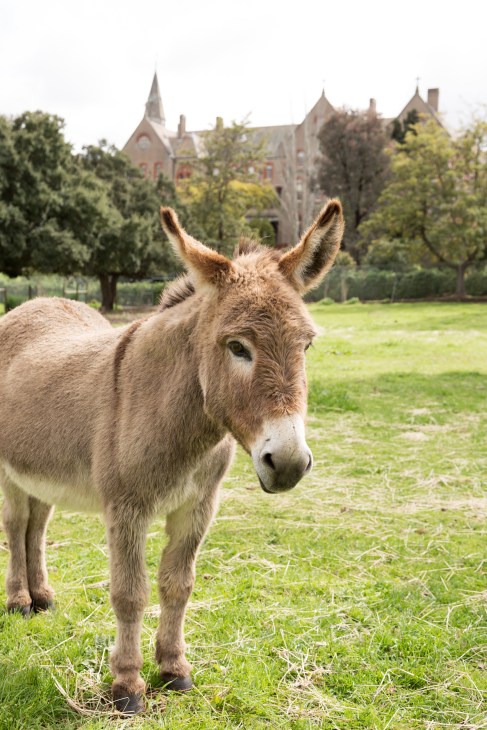 A donkey stands in a grassy field at Abbotsford Convent children's farm with the historic convent building in the background.