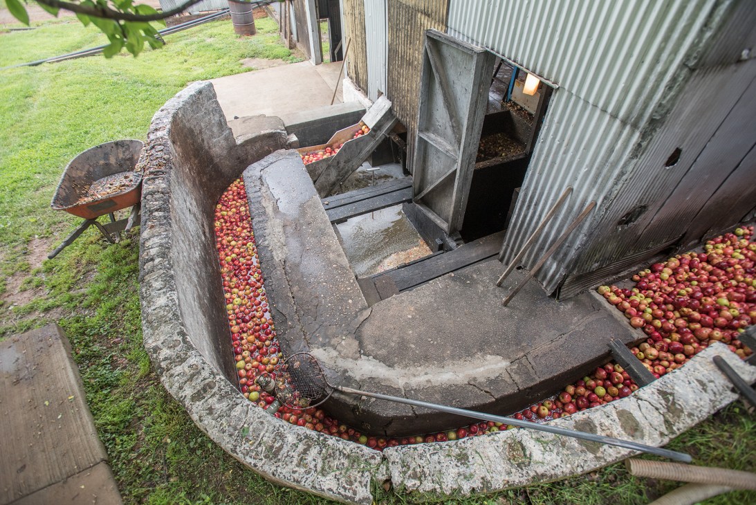 Red and yellow apples flowing through a water-filled conveyor system at Laird & Company distillery