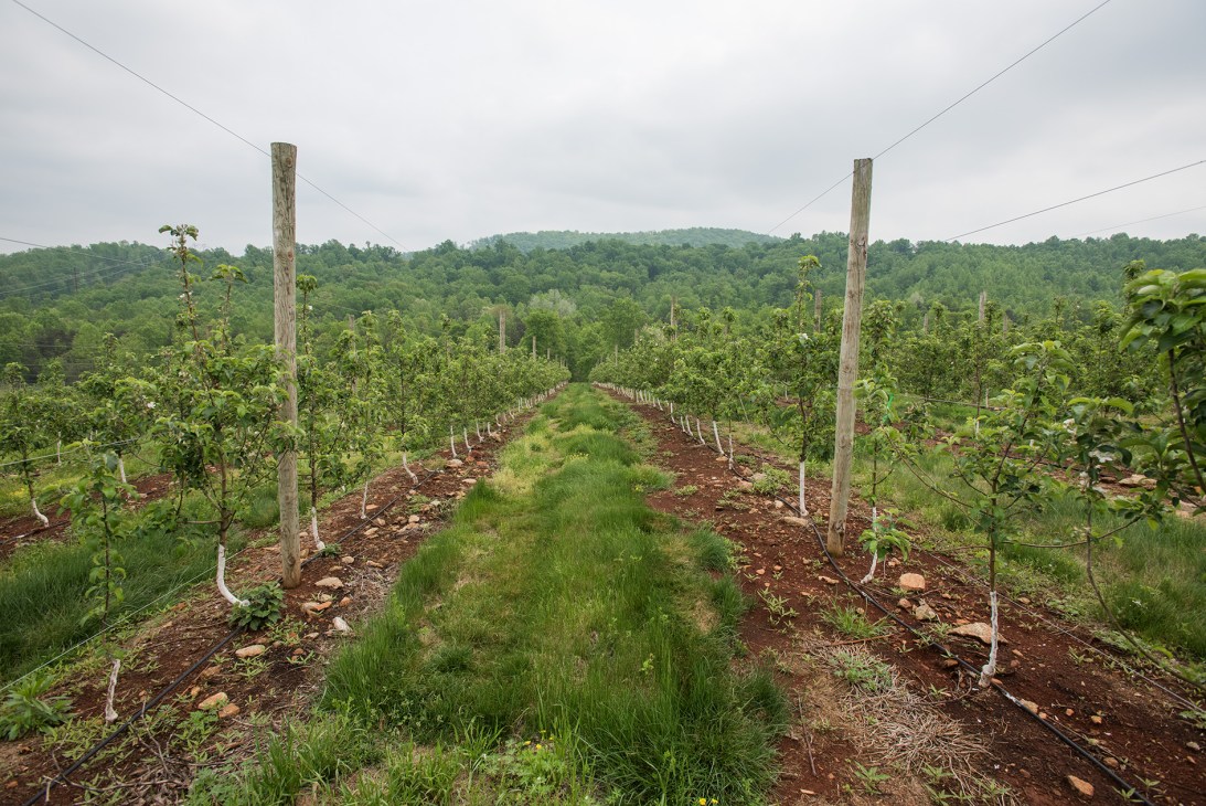 Rows of young apple trees supported by wooden poles stretch through a Virginia orchard with forested hills beyond.