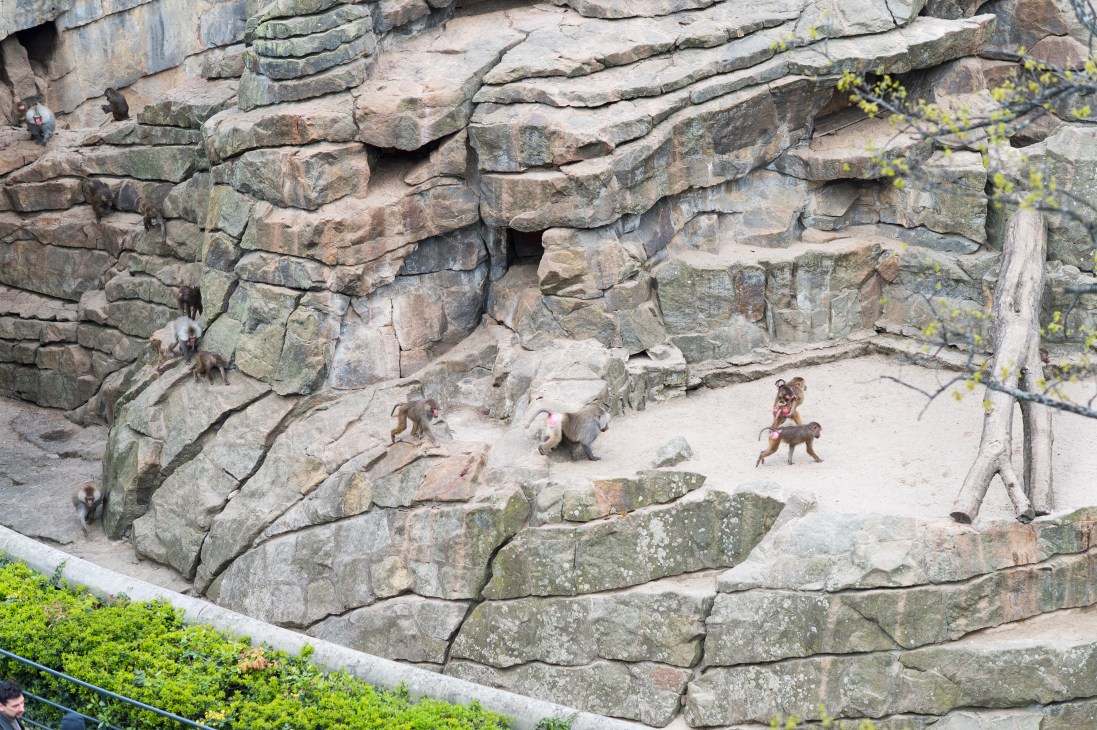 Baboons playing on rock formations at Berlin zoological garden, viewed from Bikini terrace.