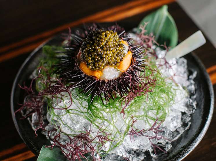 Marinated botan shrimp with sea urchin and oscietra caviar served on a black plate with microgreens and ice.
