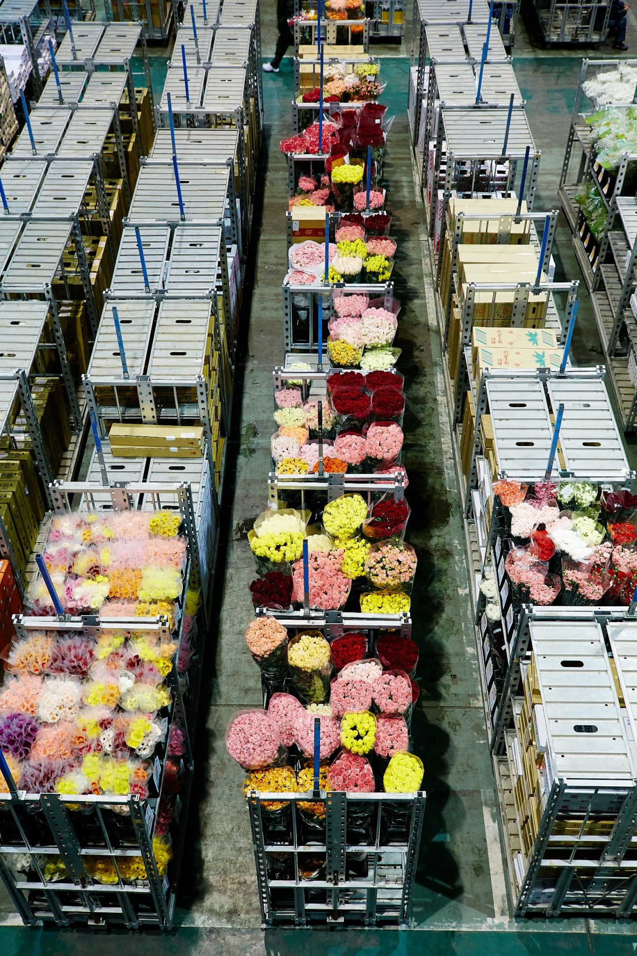 Overhead view of flower carts filled with colorful carnations, chrysanthemums and other blooms arranged in rows at Ota flower market.
