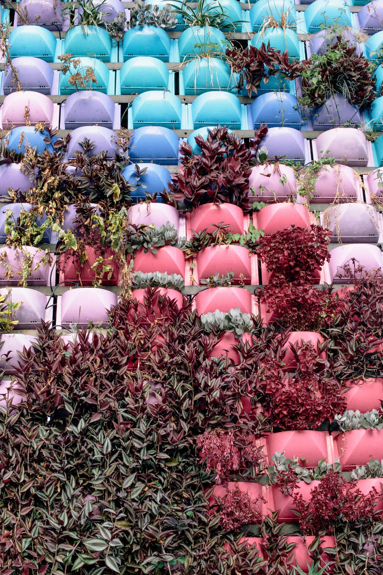 Colorful dome-shaped planters in pink, blue, and purple arranged vertically on a wall with various plants and flowers growing from them.