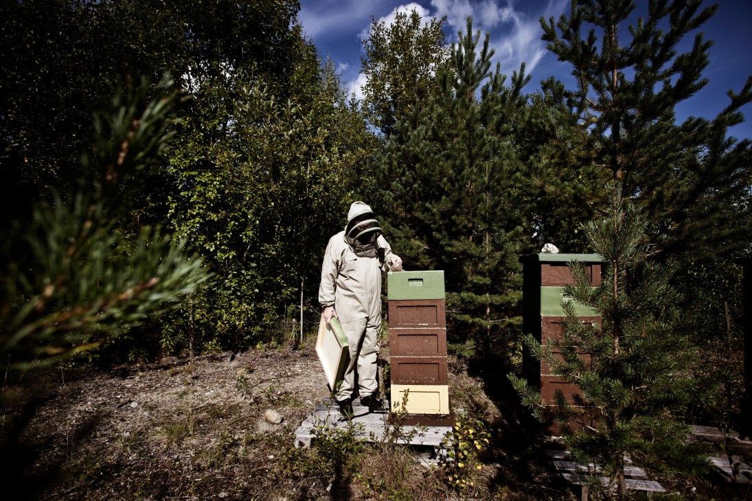 Beekeeper in protective suit tending to wooden hives among pine trees at Örtagård Öst.