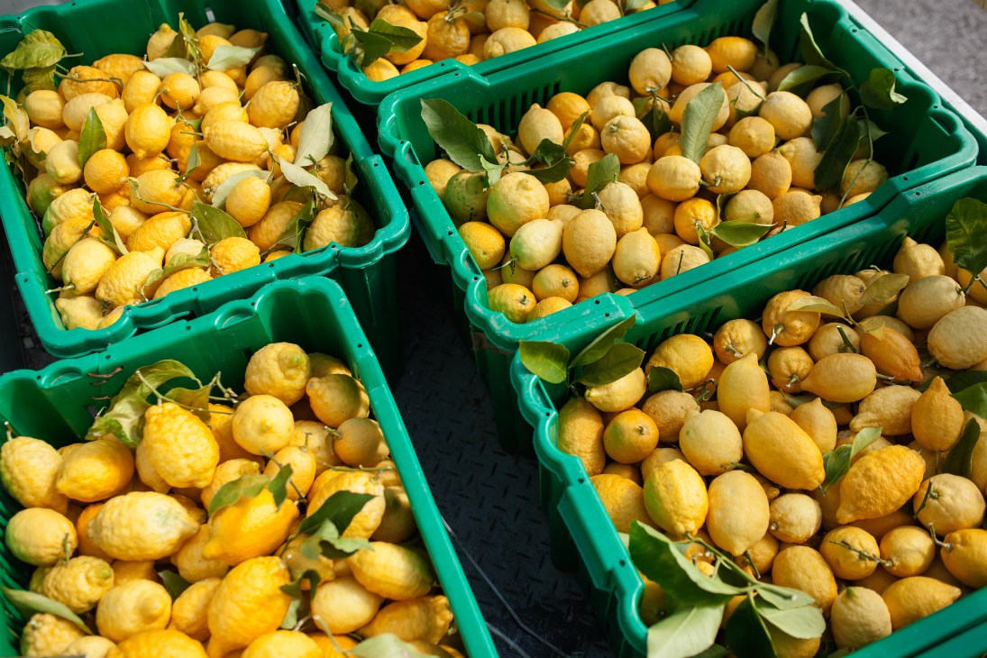 Green plastic crates filled with freshly picked yellow Sfusato Amalfitano lemons with stems and leaves attached.