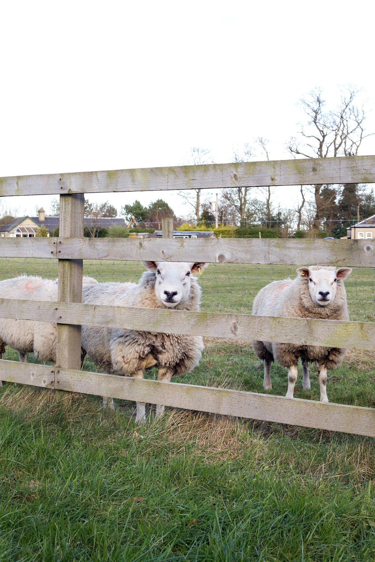 Sheep standing behind a wooden fence on a farm adjacent to Balgove Larder shop in Scotland.
