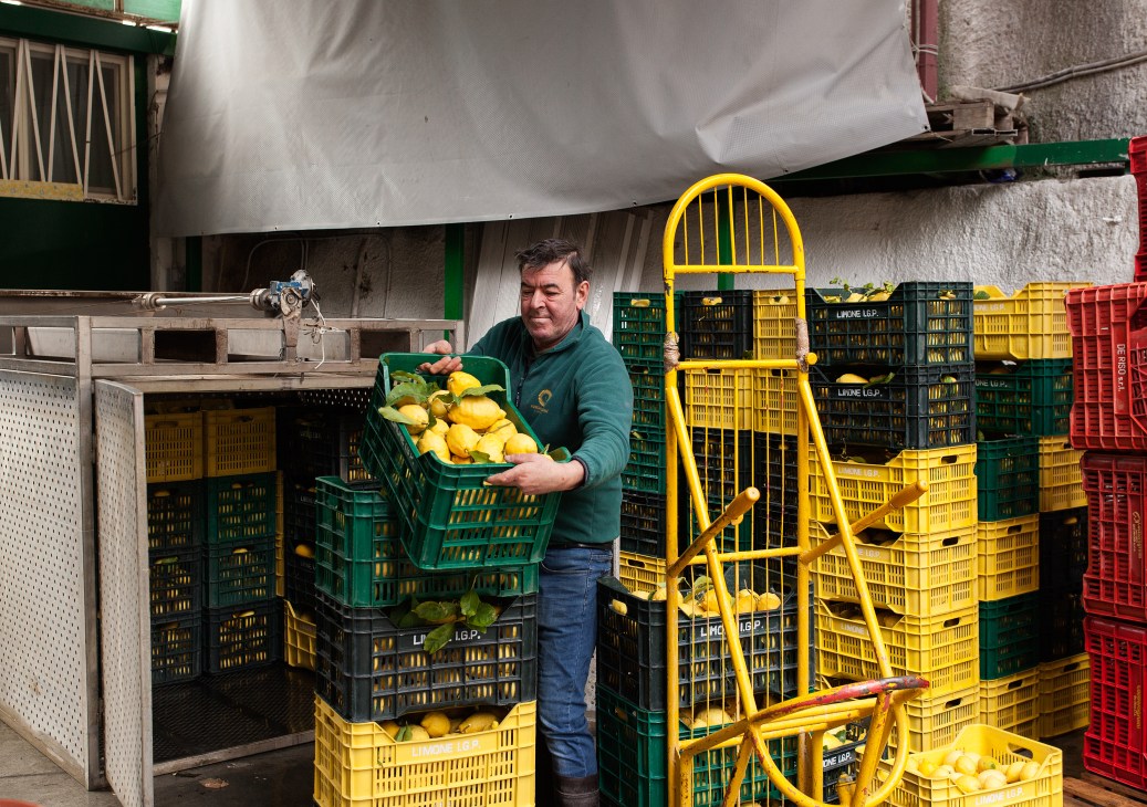 Worker unloading a crate of fresh yellow lemons at the Staibano factory in Minori, surrounded by stacked plastic crates.