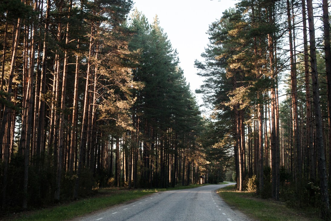 A straight road lined with tall pine trees on both sides, with golden afternoon light filtering through the canopy in Estonia.