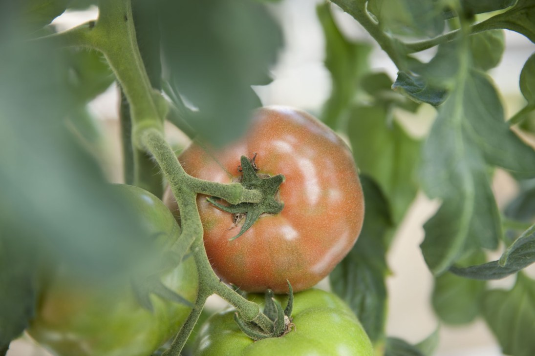 Ripe tomato growing on vine with green stems and unripe tomatoes in background.