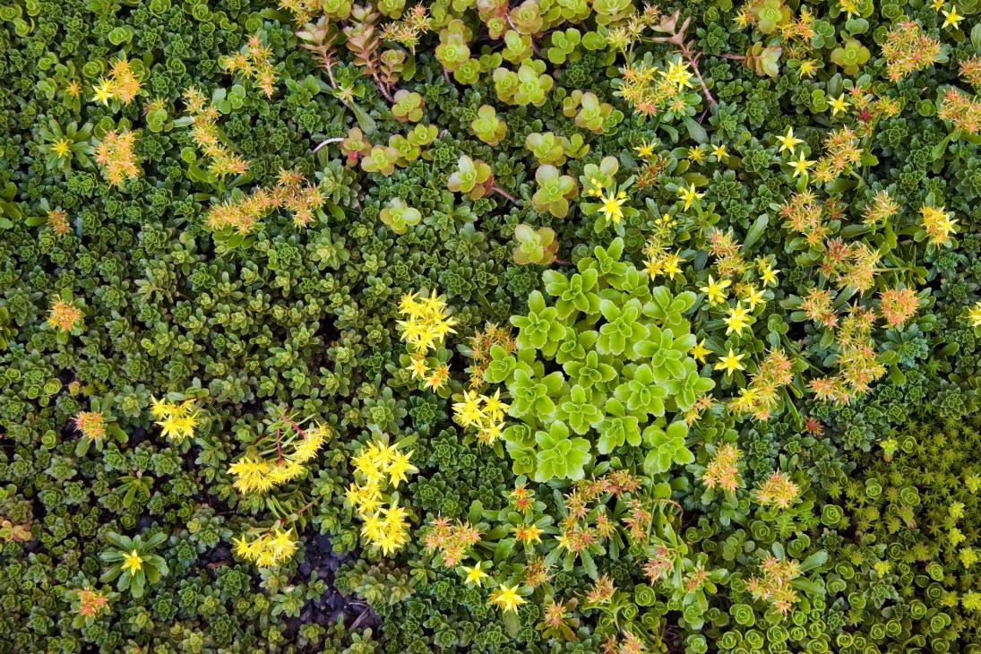 Close-up of drought-resistant succulents and yellow flowering plants on a green roof.