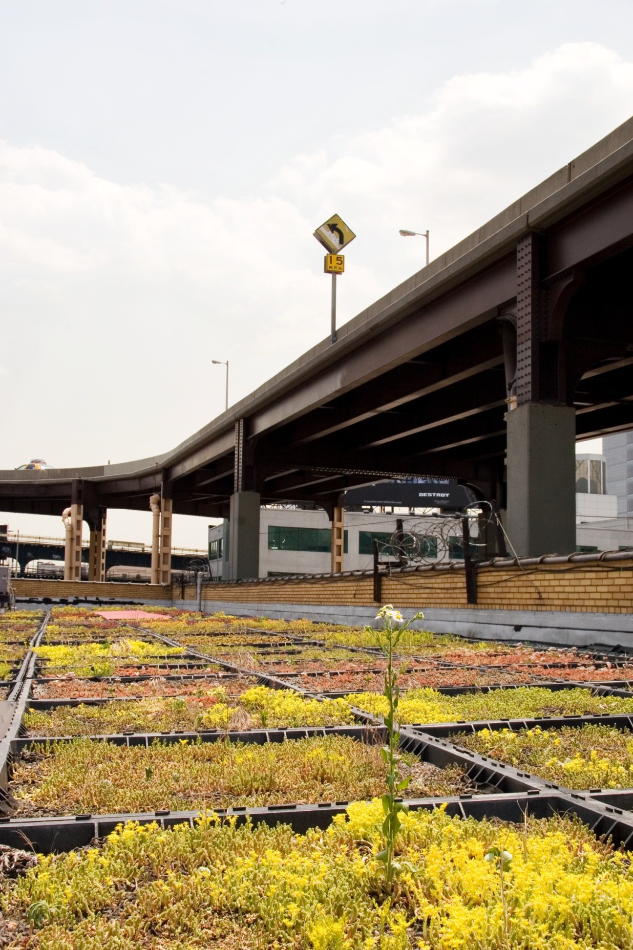 Green roof with yellow-flowering succulents beneath a highway overpass and train tracks in Queens.