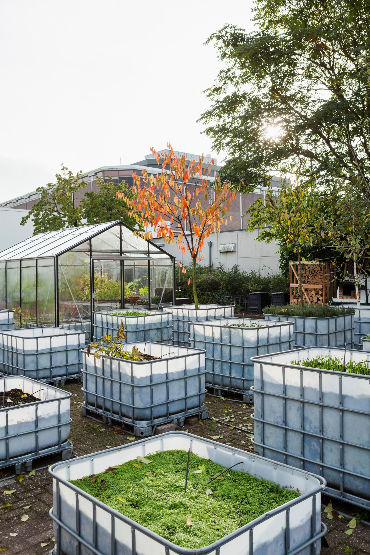 Garden at Vechtclub XL with metal planting containers and greenhouse, featuring an autumn tree with orange foliage.