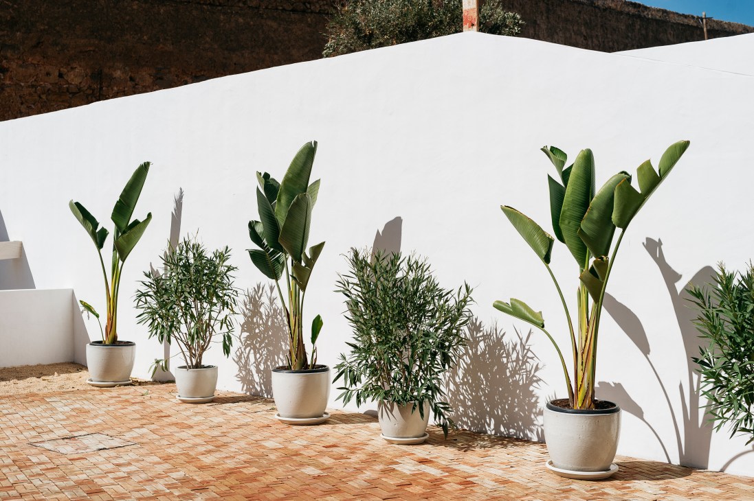 Potted plants casting shadows against a white-walled courtyard with terracotta tile flooring.