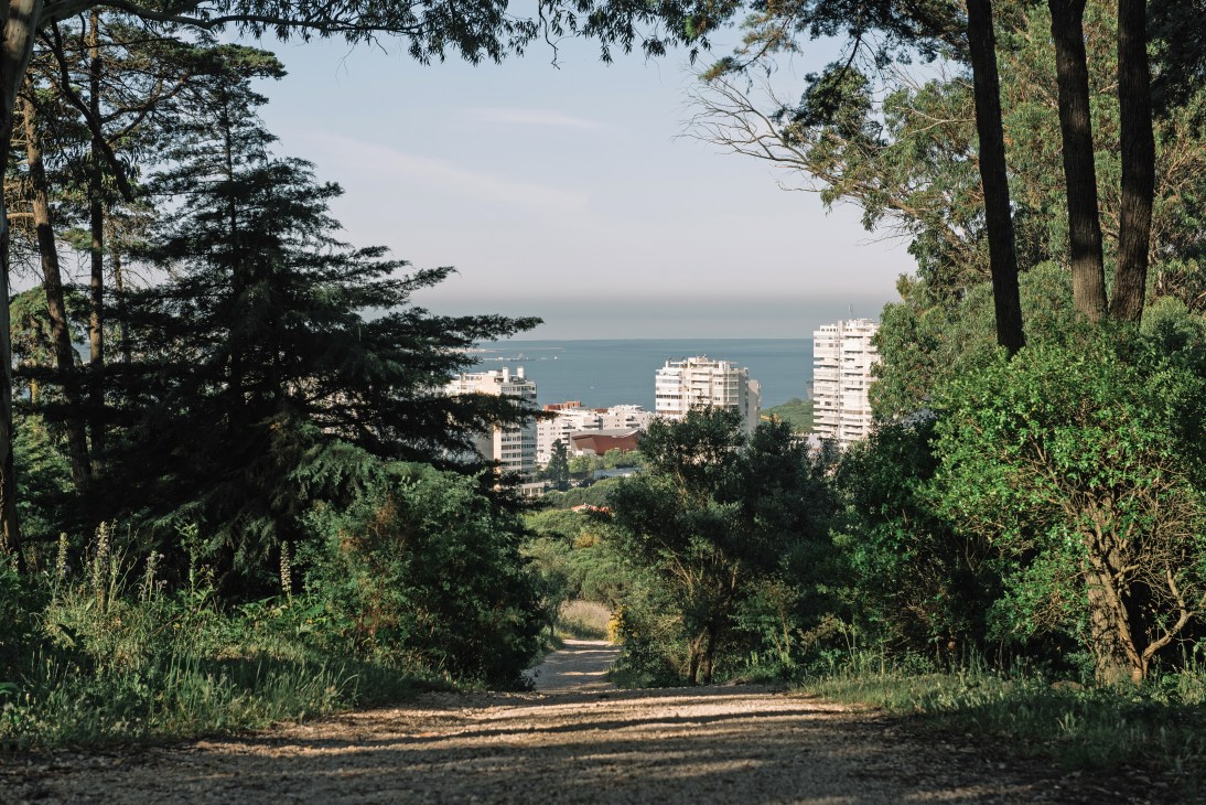 Tree-lined path through woodland with apartment buildings and water visible in the distance.