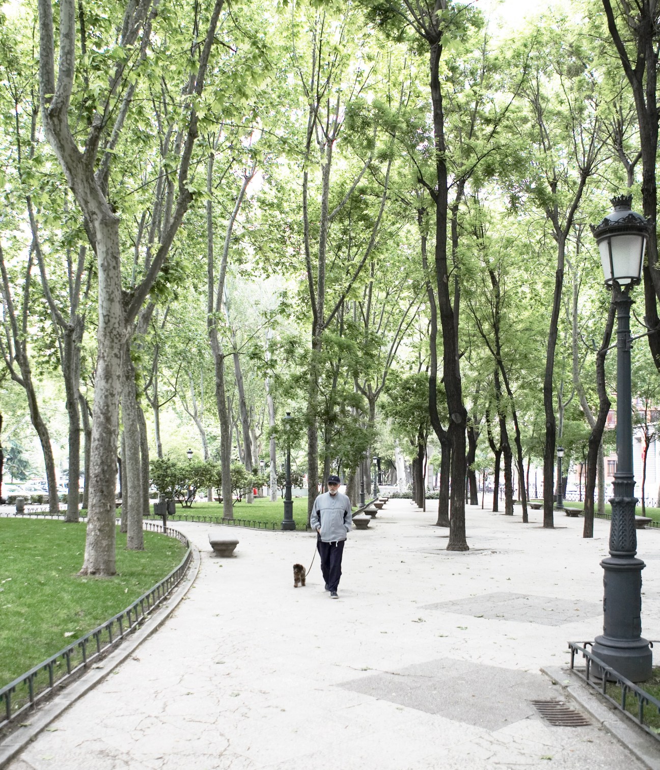 Man jogging with small dog along tree-lined promenade at The Paseo del Prado in Madrid.