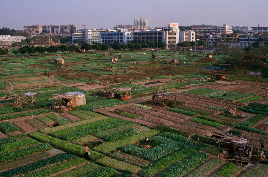 Urban farming plots with vegetables growing in a Chinese city with residential buildings in the background.