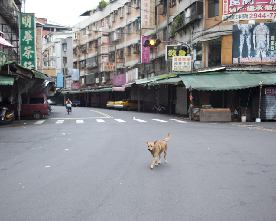 A stray dog walks alone across an empty street in Taipei's urban district lined with shops and signs.