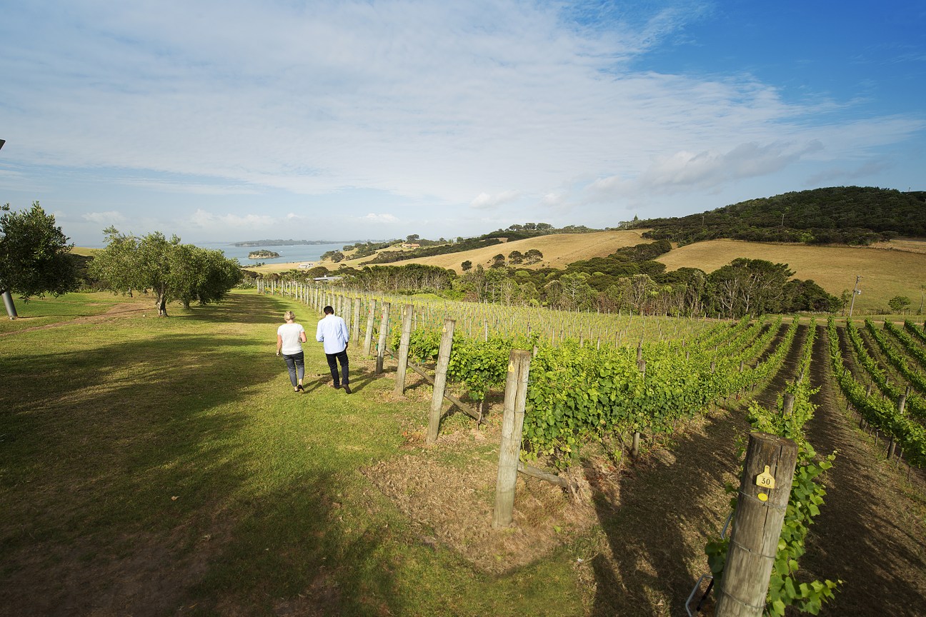 Two people walk through vineyard rows on Waiheke Island with coastal views in the distance.