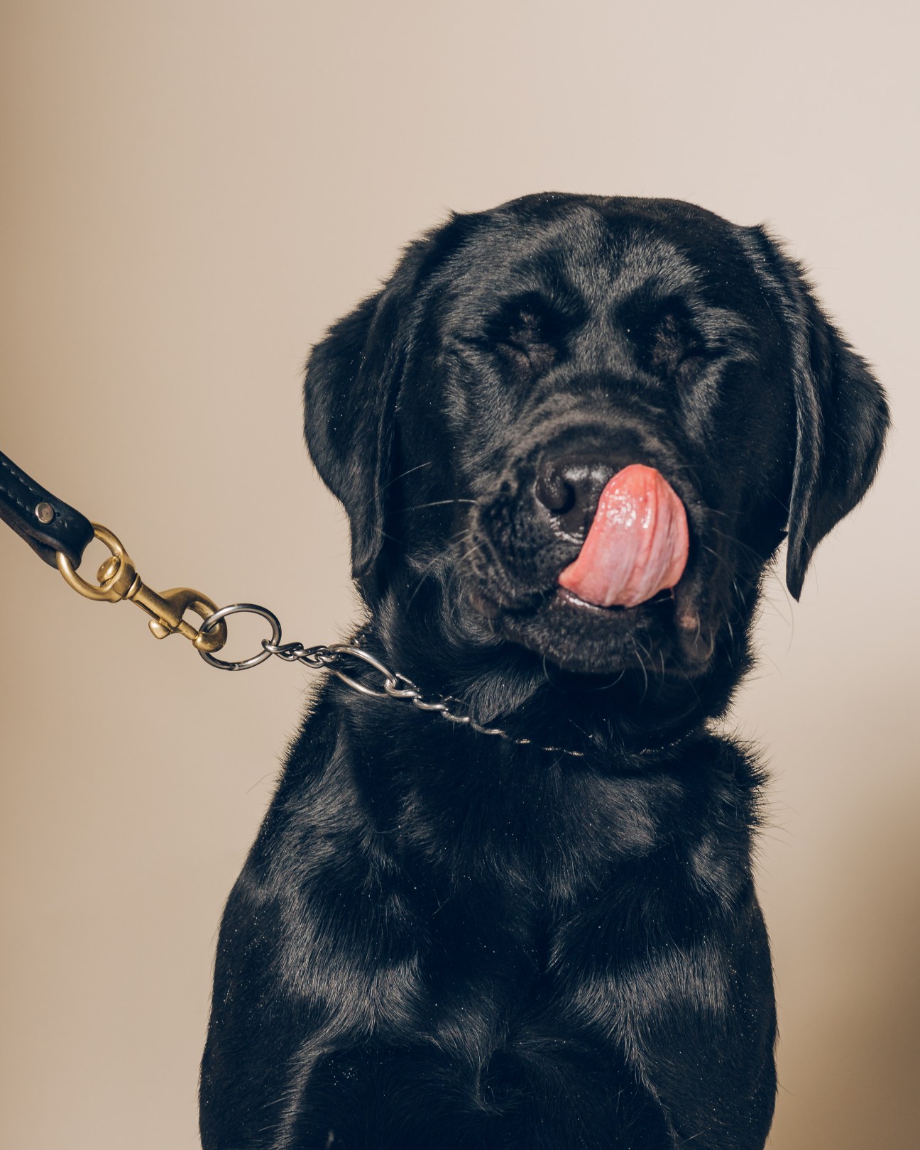 Black labrador puppy with tongue out wearing a chain leash against a neutral background.