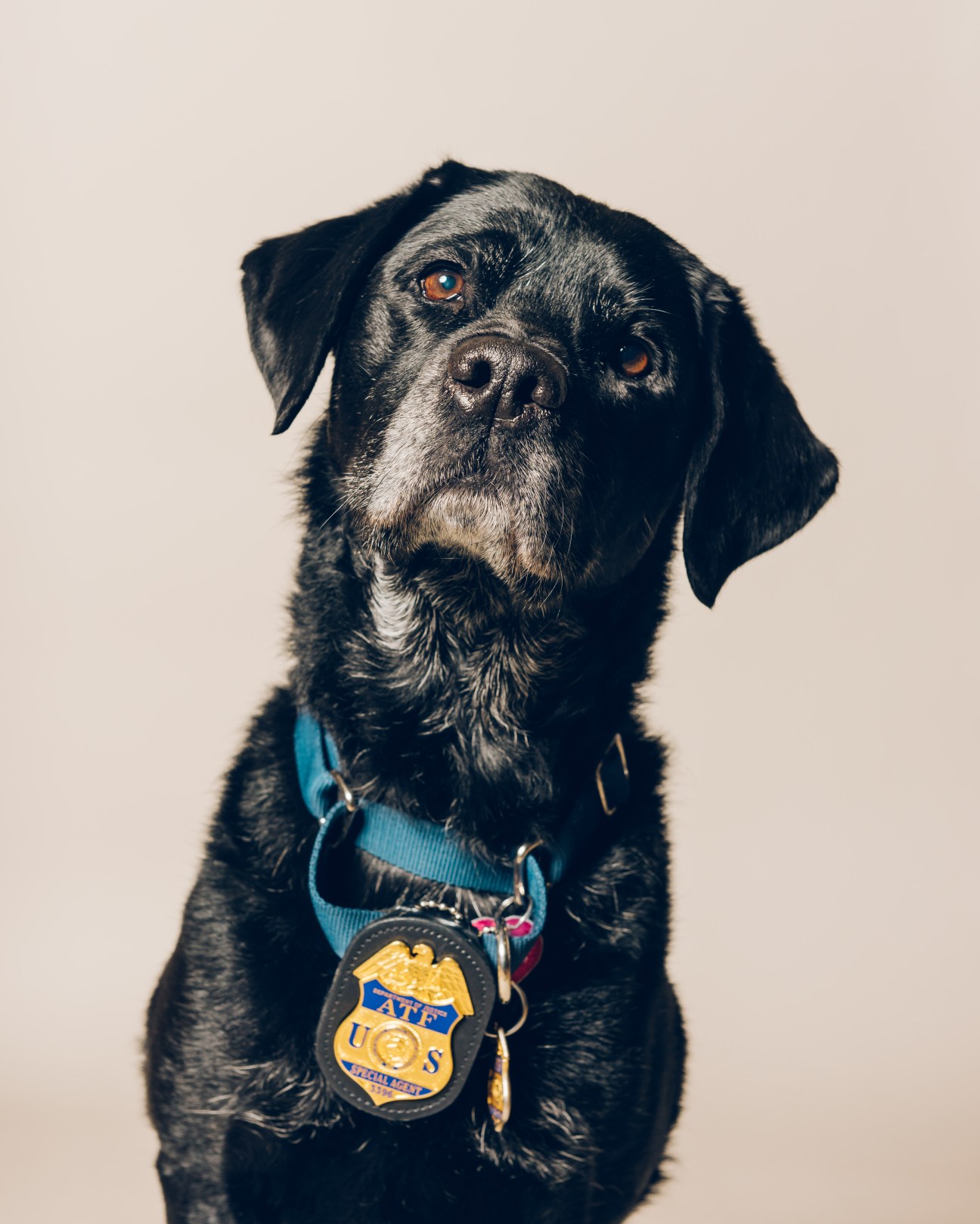 Aging black labrador Sunny wearing a blue harness and ATF badge against a light background.