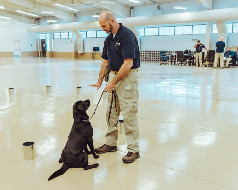ATF trainer in a polo shirt and cargo pants holding a leash while a black labrador sits on a polished floor in a training facility.
