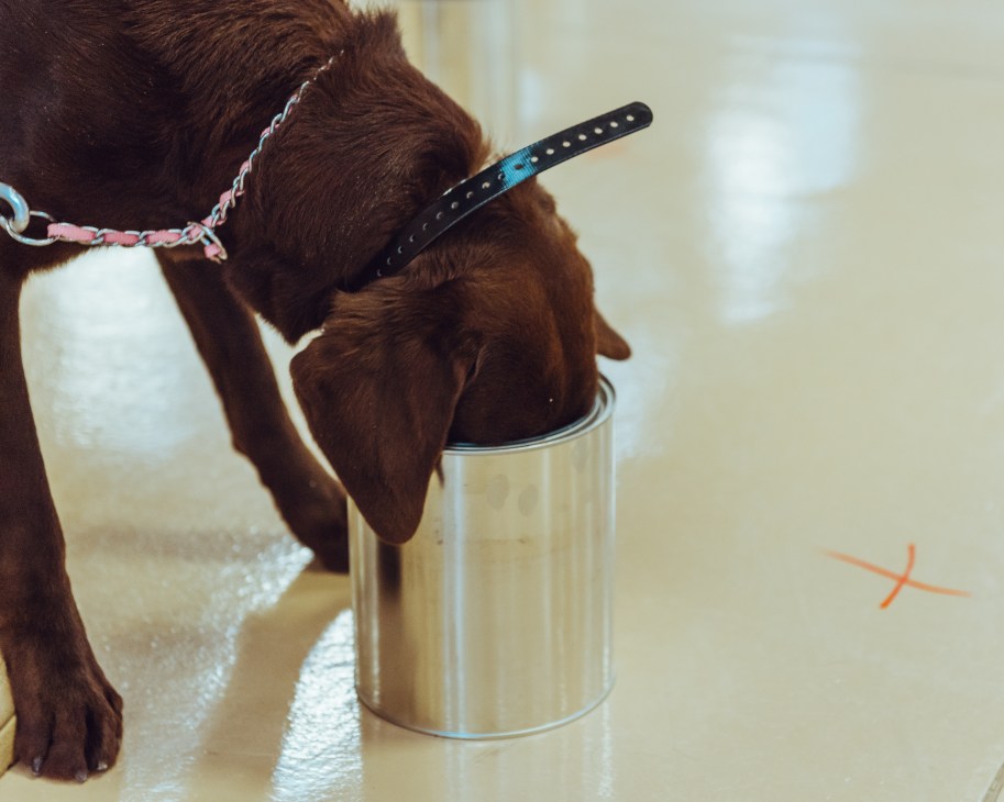 A brown labrador sniffs a metal perforated training container during explosives detection training.