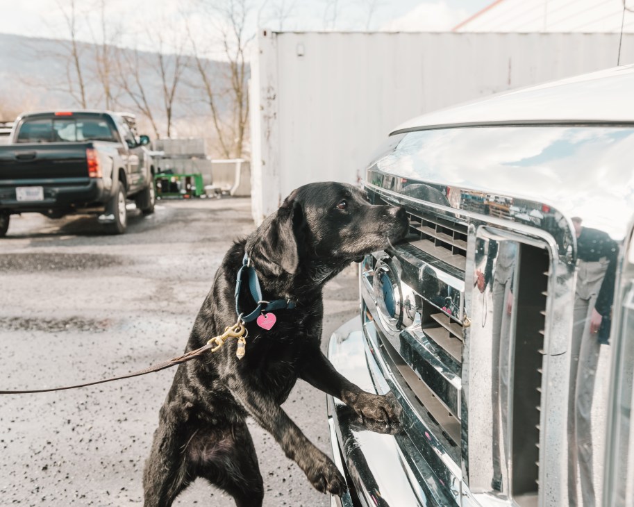 Black labrador Sunny sniffs the grille of a white truck during explosives detection training.