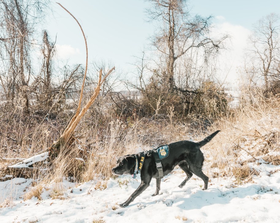 A black labrador wearing an ATF vest walks through snowy Virginia countryside with bare trees in the background.