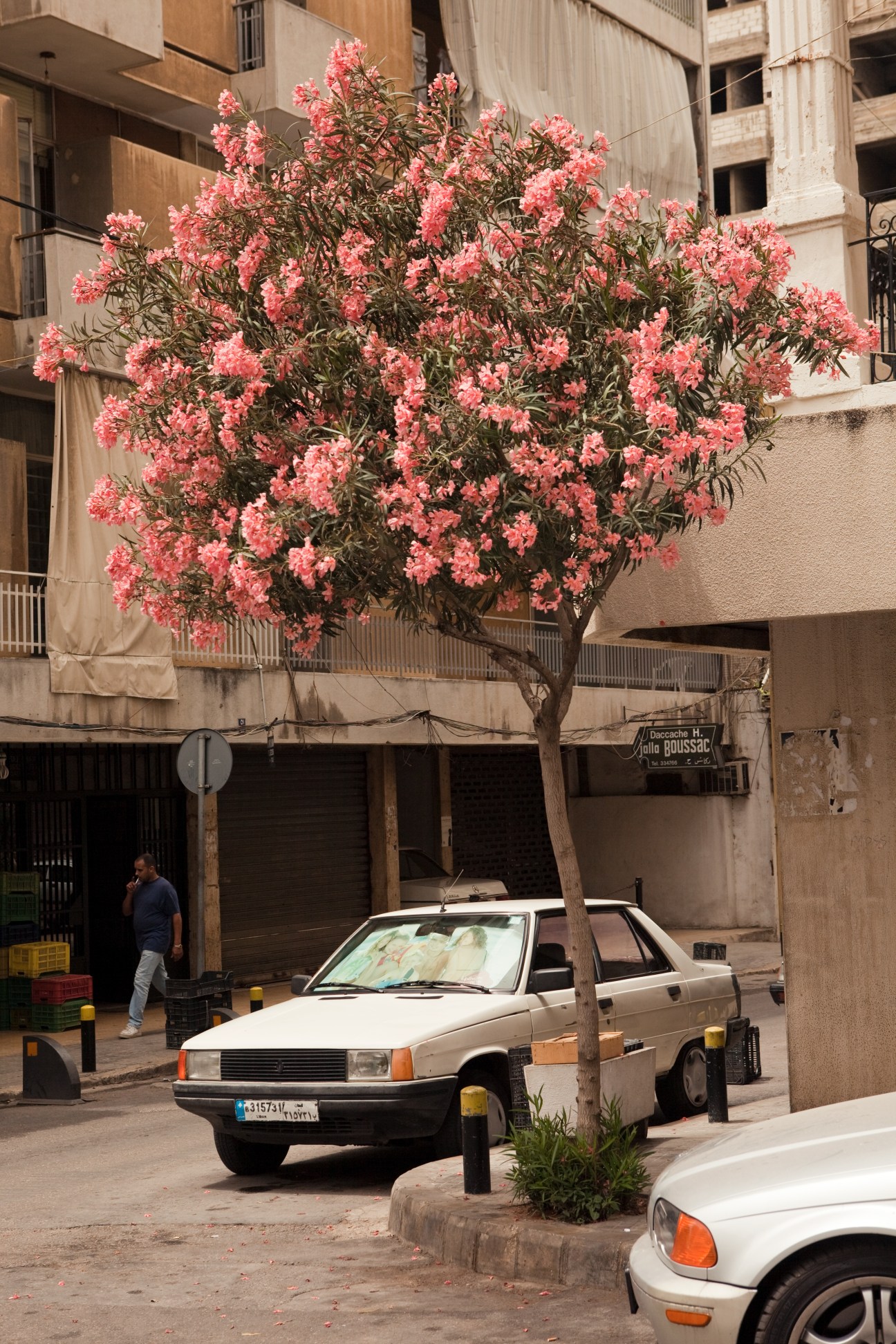 A blooming pink oleander tree in a Beirut street with parked cars and apartment buildings.